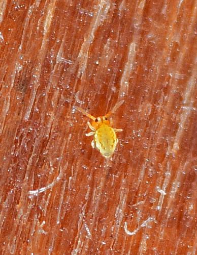 Sminthurinus elegans